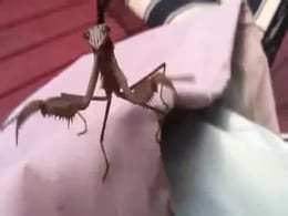 When Praying Mantis Attacks