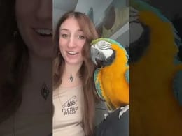 Amandas Parrots Attack Her With Affection