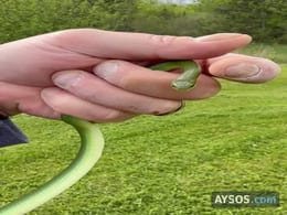 Tiny Green Snake Curls Up in Someone's Palm