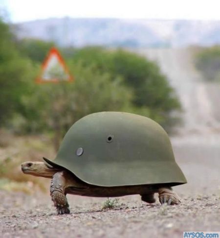 Hardhat Turtle