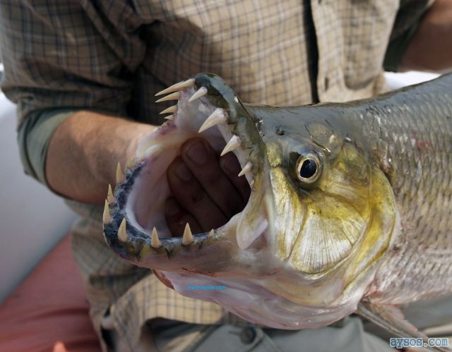 Crazy Scary Fish with Sharp Teeth