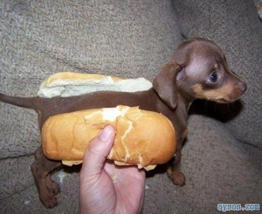 Hot Dog Anyone