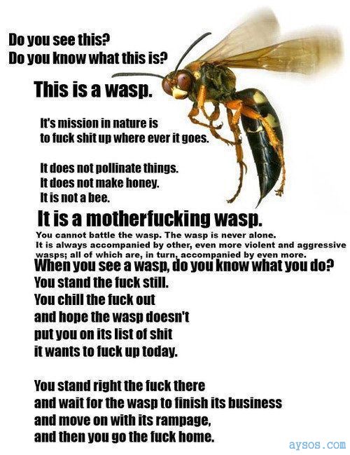 This is a Wasp