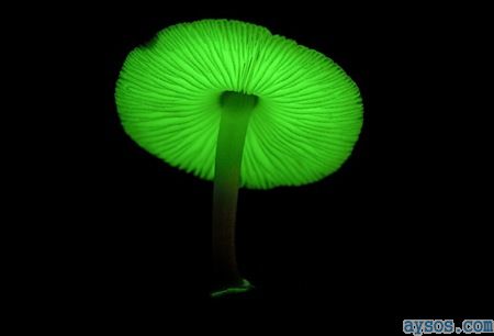 Rare mushroom glows