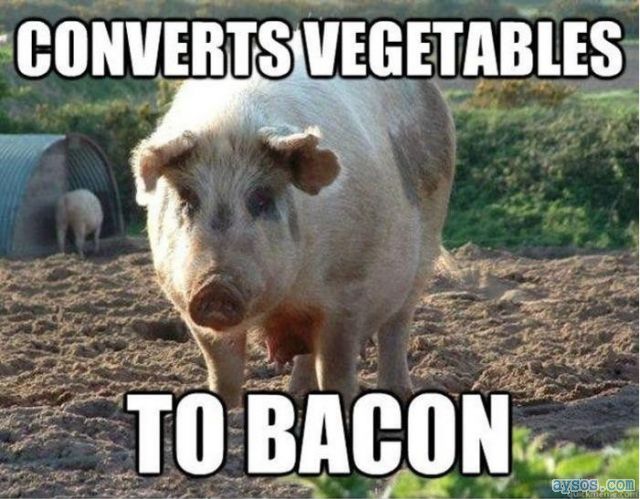 Pigs Convert Vegetables to Bacon