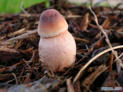 Penis Mushroom
