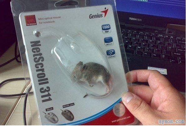 Computer Mouse funny picture