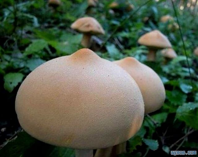 Natures Boob shaped Mushrooms