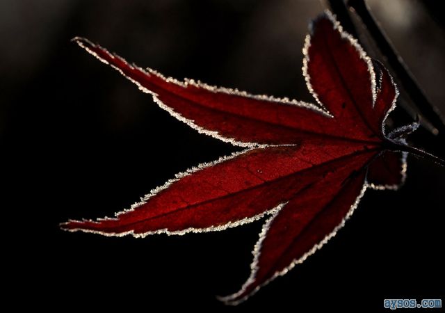 Cool picture of high definition leaf