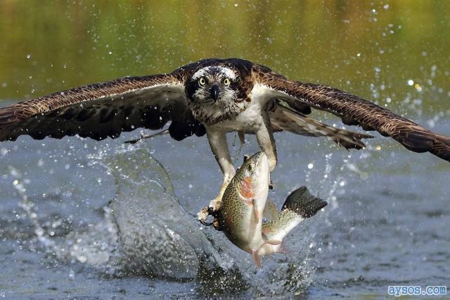 Bird fishing for trout picture