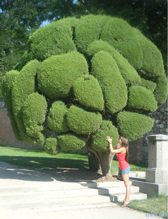 Funny picture cute girl Broccoli tree