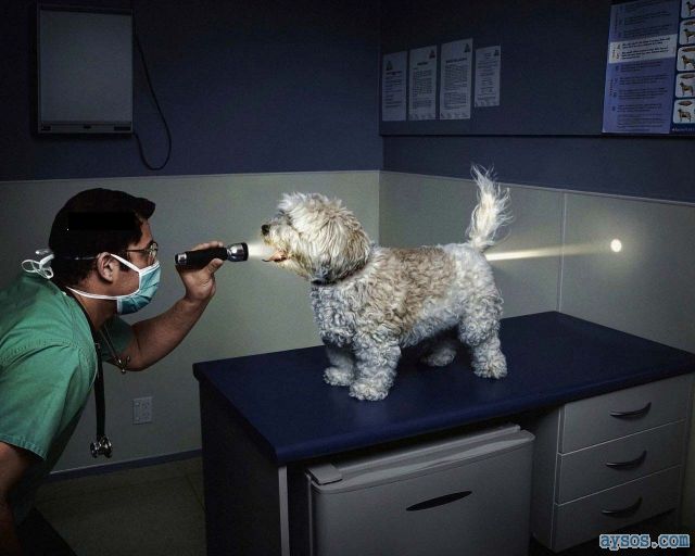 Funny Dog Flashlight Vet