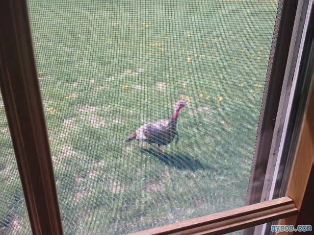Wild turkey outside my window