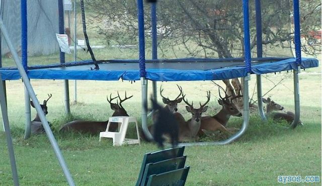Deer camping out under trampoline
