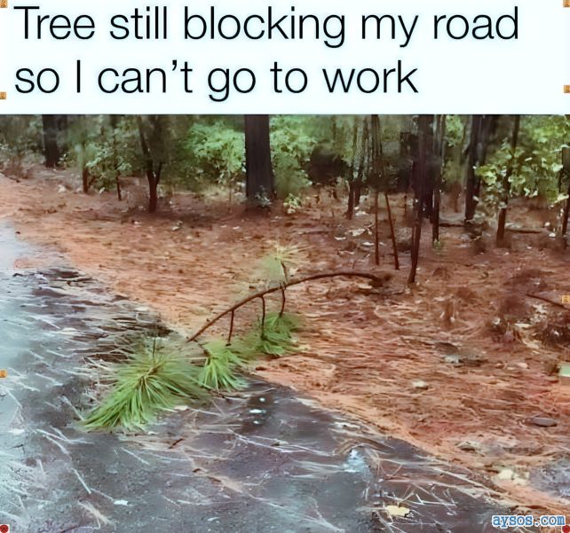 Fallen Tree Branch Blocks Entire Road After Storm