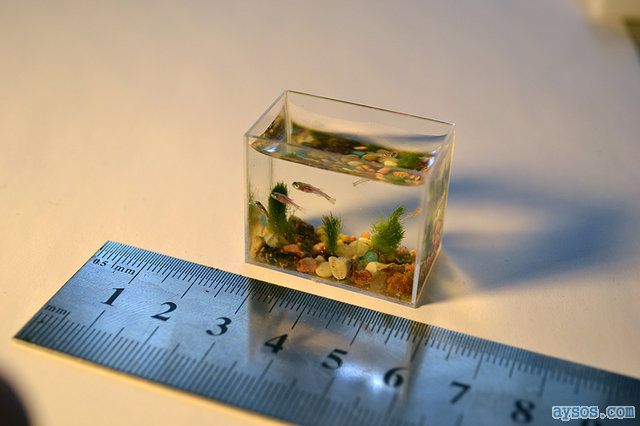 World record smallest aquarium
