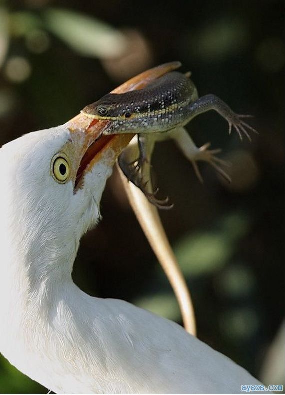 Lizard fights the bird and bites back