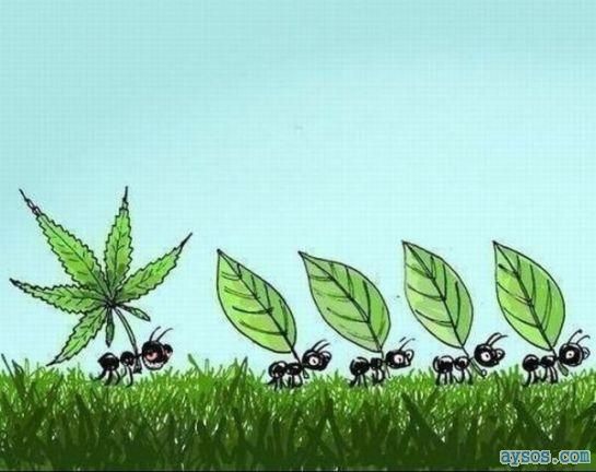 Funny Weed Ant Picture