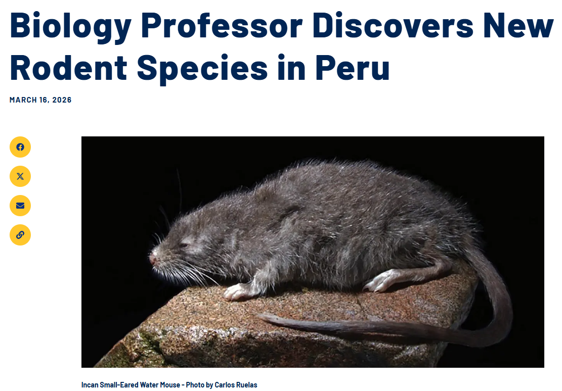 Scientists Discover New Rat Like It's Netflix