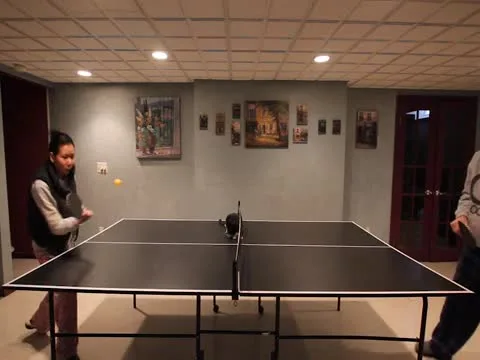 Ping Pong Kitty Funny Video