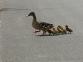 Family of Ducks Crossing a Highway