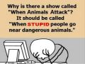 When Animals Attack Stupid People