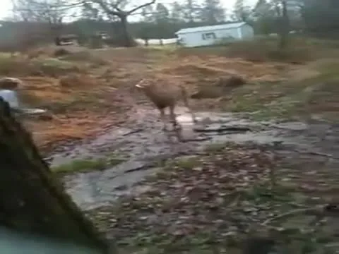Whitetail buck deer tries to mount girl