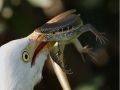 Lizard fights the bird and bites back