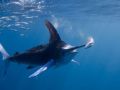 Cool picture swordfish gets lunch