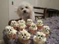 Cute puppy cup cakes