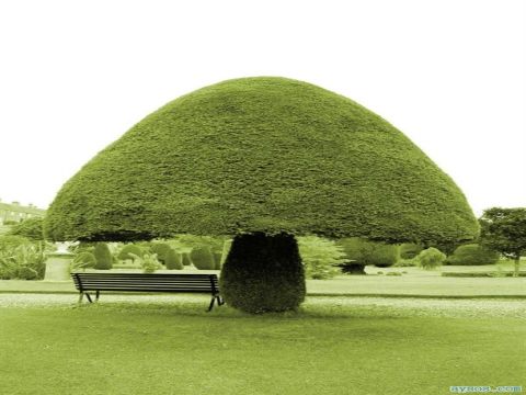 Funny picture the mushroom tree