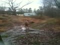 Whitetail buck deer tries to mount girl