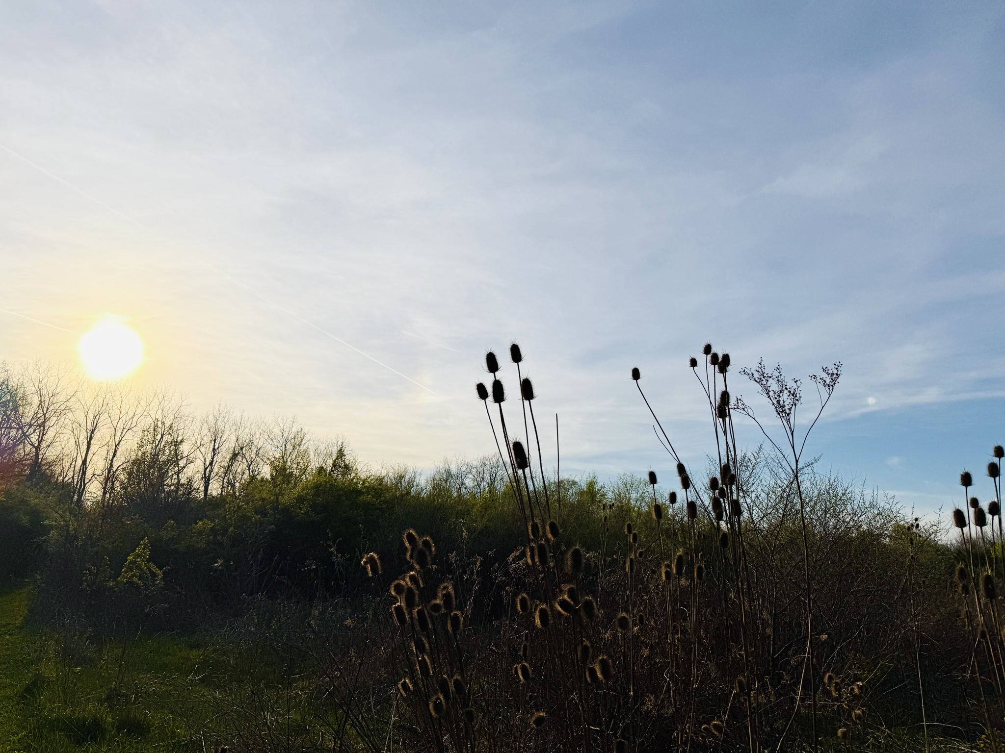 Evening Stroll Turns Into Unexpected Wildlife Documentary