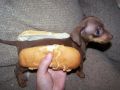 Hot Dog Anyone
