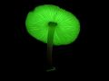 Rare mushroom glows