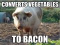 Pigs Convert Vegetables to Bacon