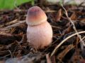 Penis Mushroom