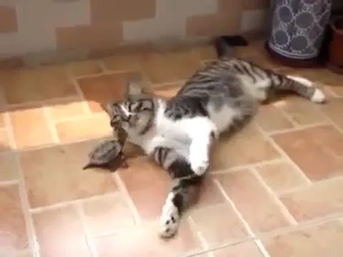 Funny Cat and Turtle Playing Video