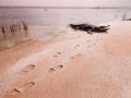 Alligator walk on the beach