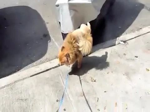 Dog pees while walking on front legs