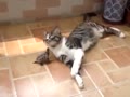 Funny Cat and Turtle Playing Video