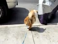 Dog pees while walking on front legs