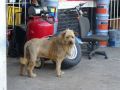 Funny lion or a dog picture