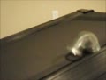 Funny video of a slinky on a treadmill