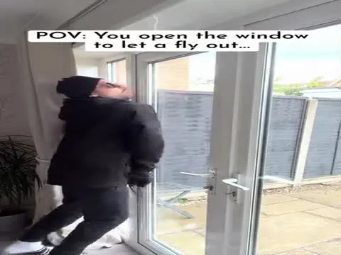 Trying to Let a Fly Out the Window