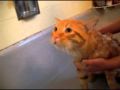 Cat screams NO Getting a Bath