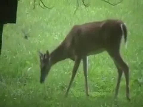 Crazy video of a deer eating a bird