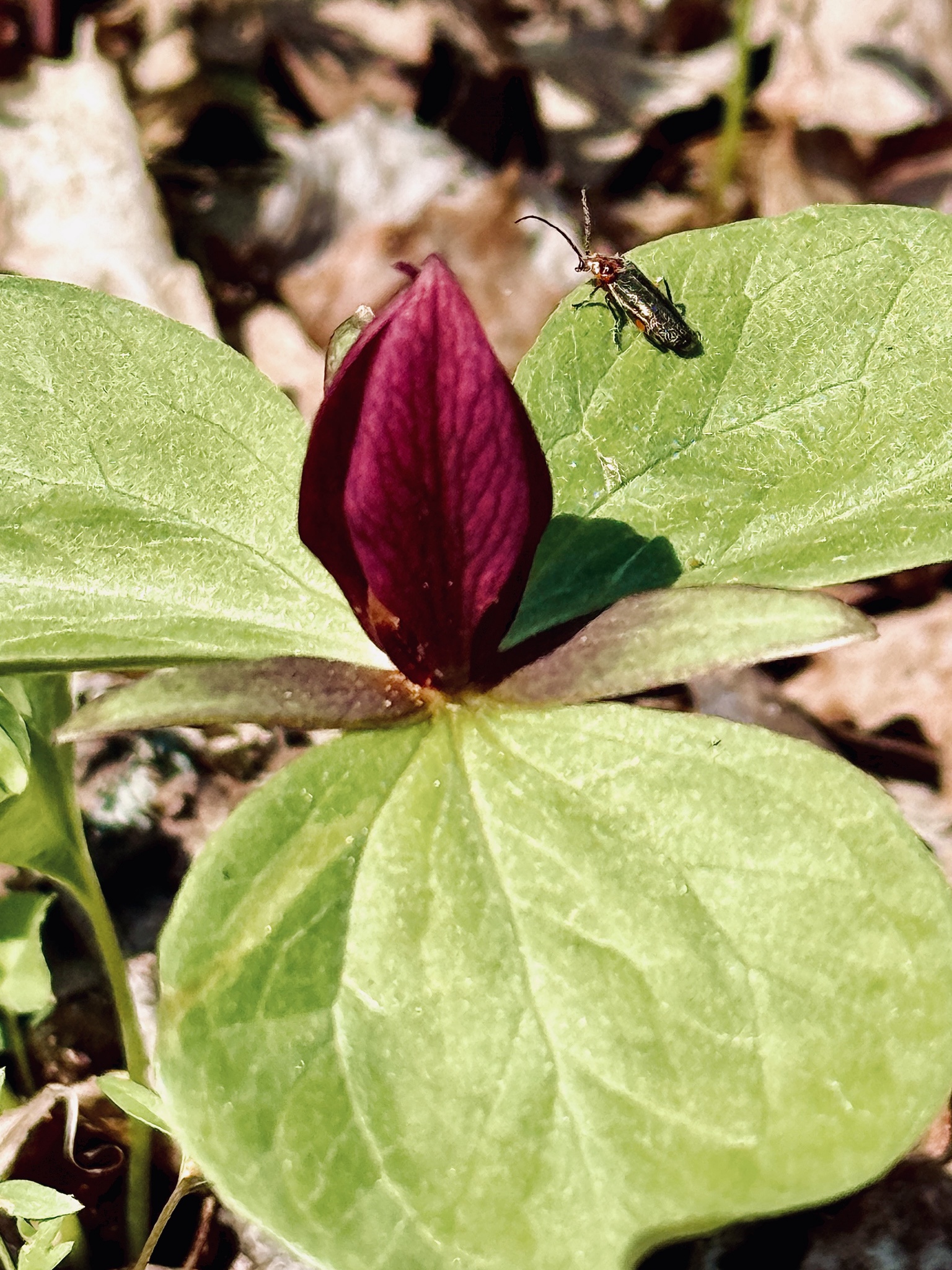 Saturday Stroll Turns Into Epic Adventure Disaster