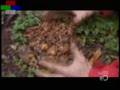 Bear Grylls eats bear poop