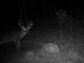 Nice deer buck on my game camera